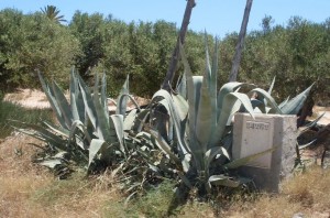 Aloe-Vera-Pflanzen-Djerba