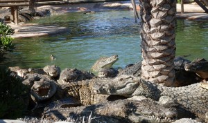 Krokodile-auf-Djerba
