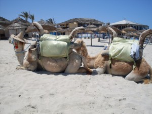 Strand-von-Djerba-Dromedar