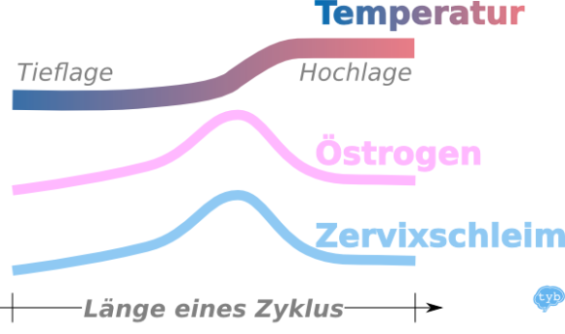Symptothermale Methode-Zusammenhang-Östrogen, Basaltemperatur, Zervixschleim, Eisprung