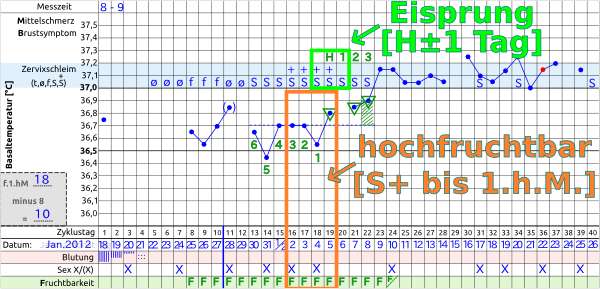 Sex nach Eisprungrechner