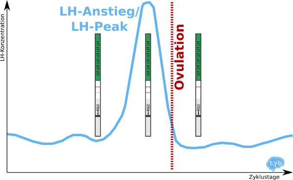 Ovulationstest - LH Peak