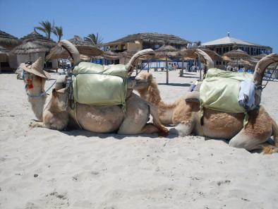 Strand von Djerba - Dromedar
