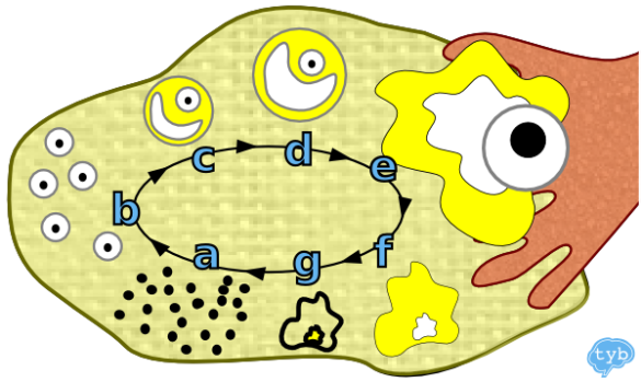 Menstruationszyklus, Eierstock, Eireifungphase, Gelbkörperphase