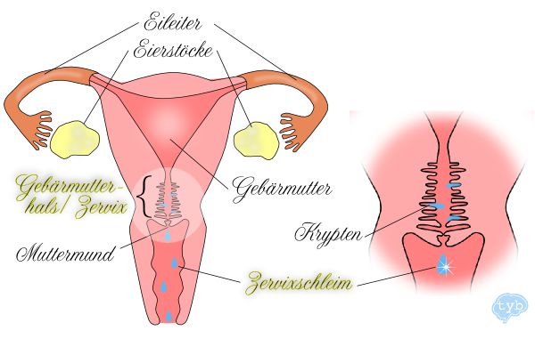 Zervixschleim Deluxe Erkennen 