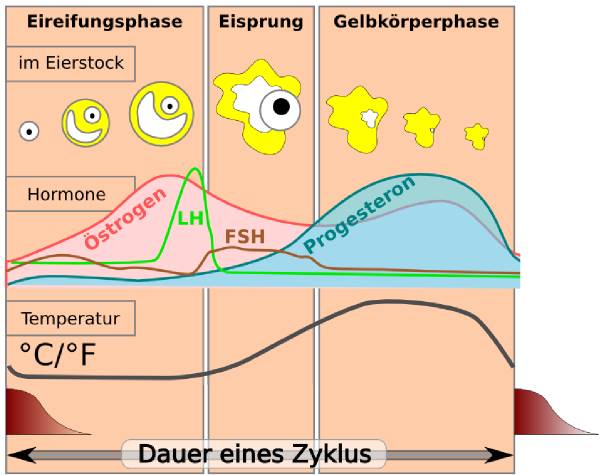 Eisprung dem 🐈 vor 28+ Best