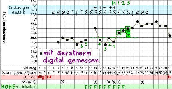 Geratherm Digital - Zyklus mit Temperaturkurve