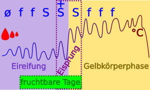 Zyklusphasen - Eireifung - Gelbkörperphase