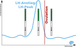 Luteinisierendes Hormon - Peak