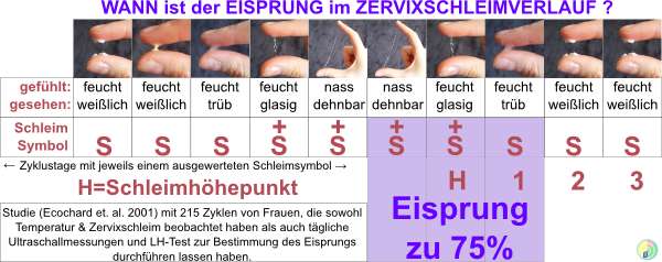 Ovulation feststellen - Zervixschleim